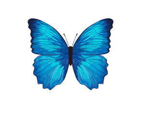 butterfly isolated on white