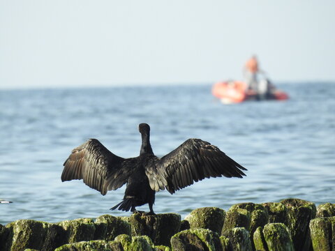 black cormorant on a pier stretching his wings