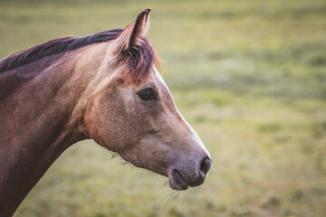 Pony / Pferd