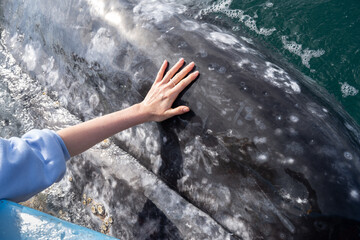 Woman's hand gently touching dark whale's skin