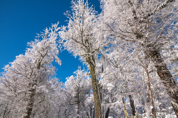 Bosque cubierto de nieve fresca y cielo celeste. Excelente imagen del invierno Austral. 