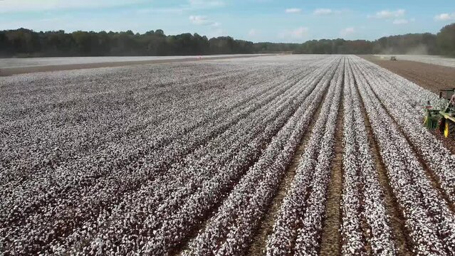 Cotton picker, harvest