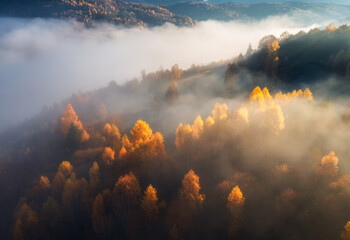 Aerial view of mountain forest in low clouds at sunrise in autumn in Ukraine. Hills with red and orange trees in fog in fall. Beautiful landscape with mountain, foggy forest. Top drone view of woods