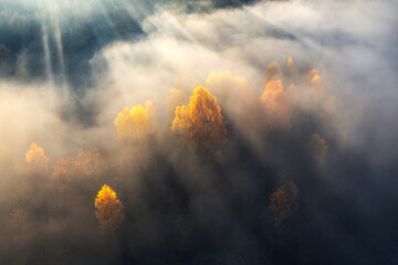 Aerial view of mountain forest in low clouds at sunrise in autumn in Ukraine. Hills with red and orange trees in fog in fall. Beautiful landscape with mountain, foggy forest. Top drone view of woods - obrazy, fototapety, plakaty