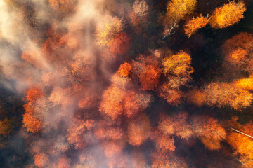 Fototapeta na wymiar Aerial view of red mountain forest in low clouds at sunrise in autumn. Hills with red and orange trees in fog in fall. Beautiful landscape with foggy forest in Ukraine. Top down view of woods. Nature