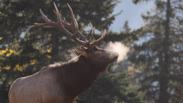 Bull elk bugling on a cool autumn morning