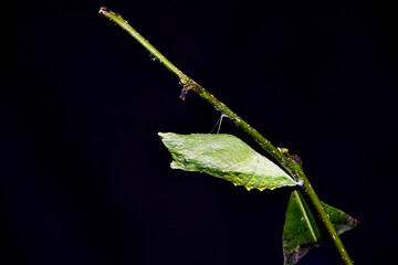 Chrysalis of an Eastern Black Swallowtail (Papilio polyxenes) butterfly suspended from a branch of a plant in southern Michigan in late summer 