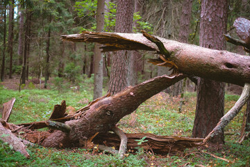 Close-up of fallen and broken tree in a sunny forest on a clear day