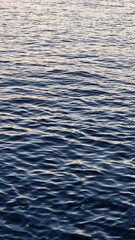 A majestic bird soars gracefully over the sparkling blue water, its wings spread wide..