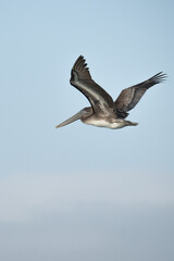 Brown Pelican flies on sunny morning over coastal haze