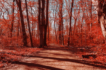 path in autumn forest with Infrared photographic style and sunlight
