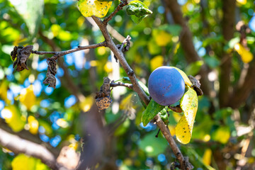 Diseases of fruit trees. Dried leaves on a plum tree. Plum on a branch