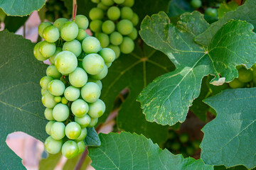 Grones of green, unripe grapes hang on the vine against the background of grape leaves close-up