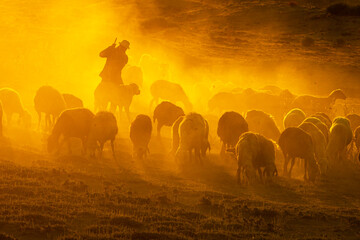 Sunset in the Sheeps