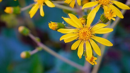 野生で群生する黄色い花ツワブキ