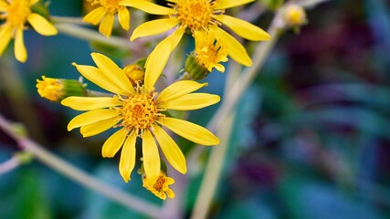野生で群生する黄色い花ツワブキ
