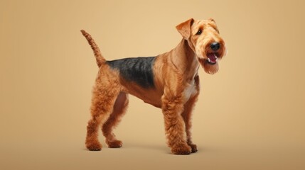 Airedale Terrier