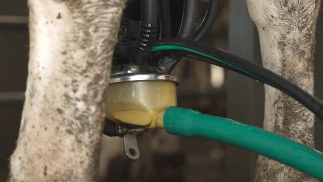 Machine milking of cows. Dairy farm. Progressive dairy farm. close-up.