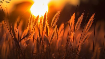 Golden ears of wheat on the field in the rays of the setting sun.