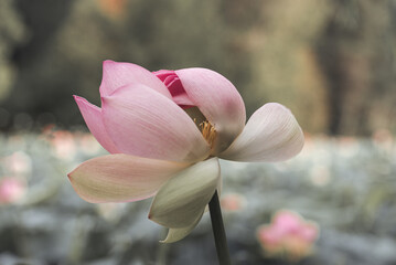 lotus flower. Close up of a pink lotus flower