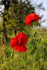 red poppy flower