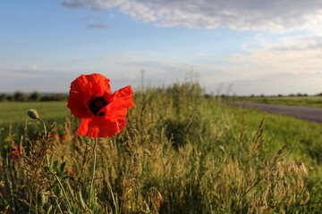 poppy in the field