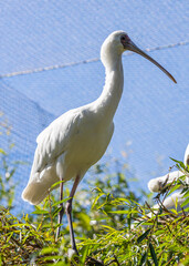 African Spoonbill (Platalea alba) in Kenya