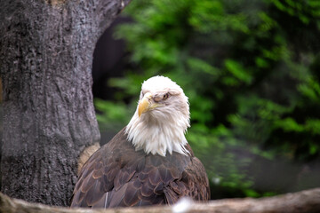 American Bald Eagle (Haliaeetus leucocephalus) in Rocky Mountains..