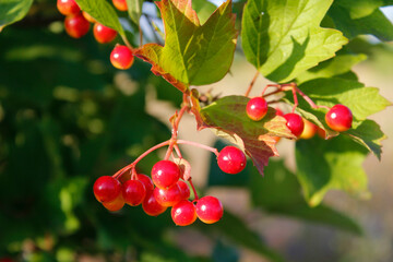 red viburnum berries

