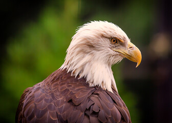 Obraz premium American Bald Eagle (Haliaeetus leucocephalus) in Rocky Mountains..