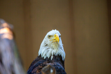 American Bald Eagle (Haliaeetus leucocephalus) in Rocky Mountains..