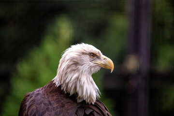 American Bald Eagle (Haliaeetus leucocephalus) in Rocky Mountains..