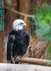 American Bald Eagle (Haliaeetus leucocephalus) in Rocky Mountains..