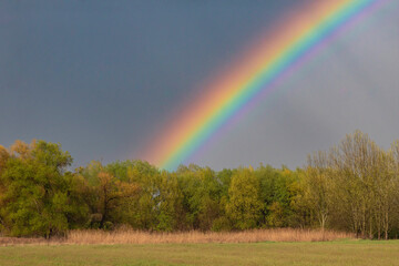 rainbow above the forest