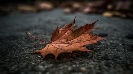 autumn leaf on the ground