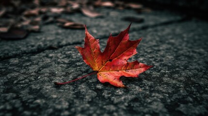 maple leaf on the ground