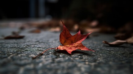 maple leaf on the ground