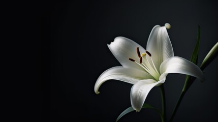Flower placed in front of a solid white color background