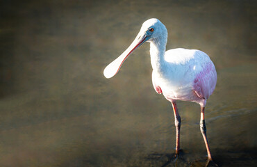 Roseate Spoonbill