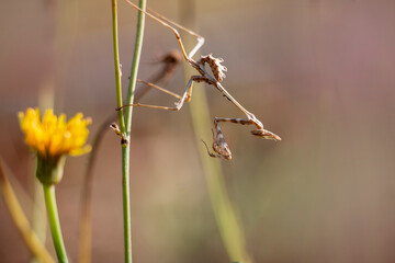 Fasciated conehead mandit. nymph mantis. brown colour. Empusa fasciata.