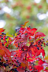colorful autumn, Virginia creeper, ampelopsis hederacea, colorful fall, rainy autumn day
