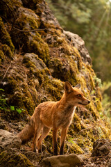Zorro salvaje en la montaña