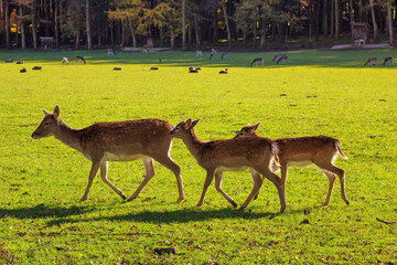 The European fallow deer (Dama dama), fallow deer grazing at The Wildpark Poing which is a wildlife park near the town of Poing, Bavaria, Germany