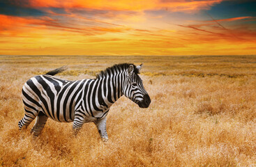 Natural landscape at sunset - view of a zebra grazing in high grass under the hot summer sun, close-up. Wildlife scene from nature