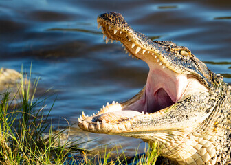 Alligator with Mouth Open
