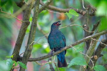 Asian Fairy-Bluebird (Irena puella) in Malaysia