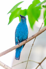 Fototapeta premium Asian Fairy-Bluebird (Irena puella) in Malaysia