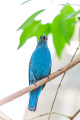 Asian Fairy-Bluebird (Irena puella) in Malaysia