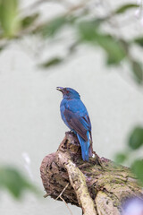 Asian Fairy-Bluebird (Irena puella) in Malaysia