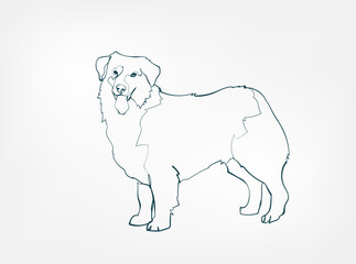 Austrailian Shepard dog breed animal vector line art one line sketch outline